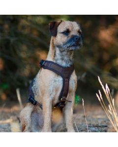 Arnés para perro de rastro Niggeloh Follow Light