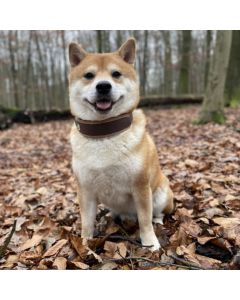 Collar perro Niggeloh Fashion Cuero