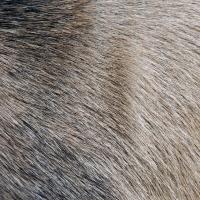 Categoría Atrayentes para caza image