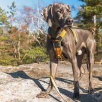 Categoría Collares, arneses y correas para perro image